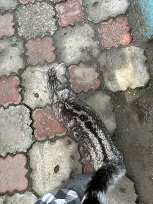 Отдам кота в добрые руки