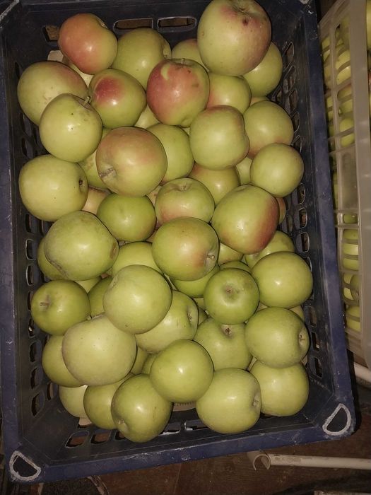 Продам яблоки кандиль