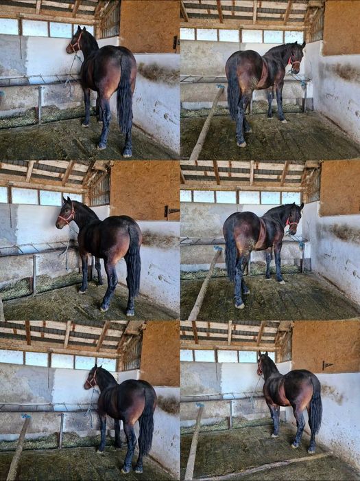 Vând mânz! Stolnici Argeș