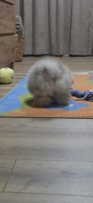 Померанче,мини момиченце с родословие!