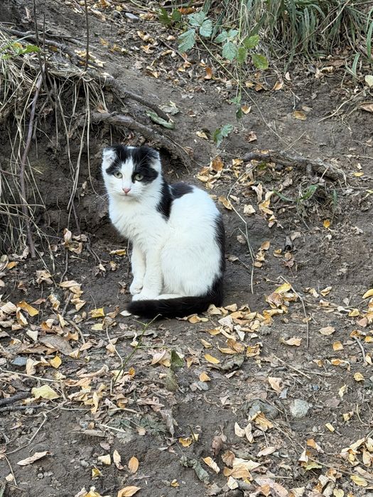 Котята ищут дом!!