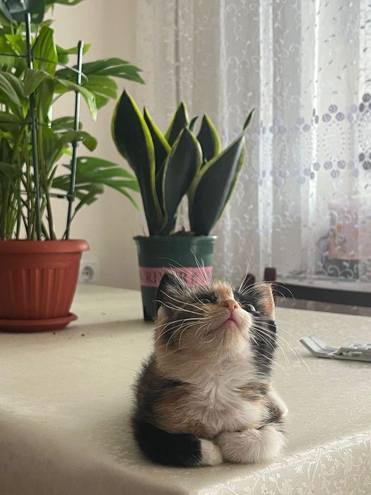 Отдам в добрые ручки