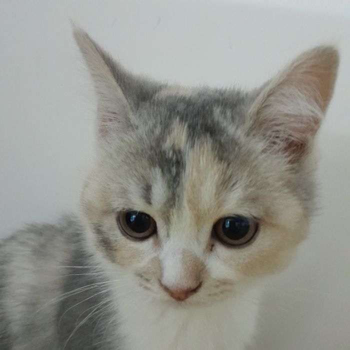 Продается котенок девочка