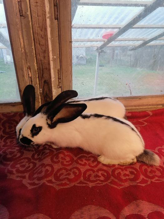 Se vinde iepuroaice cu pui