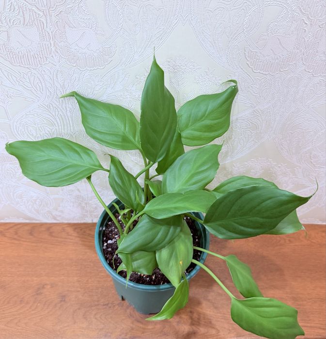 Аглаонема, комнатные растения, комнатные цветы