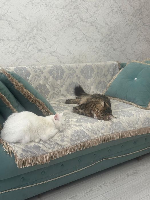 Резерв котенка мейн кун