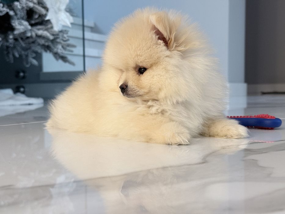 Померан на 2 месеца