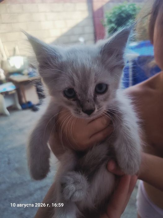 Отдадим котят даром