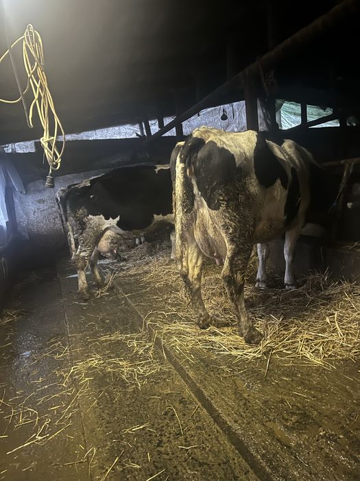 Vand vaci bune de tinut