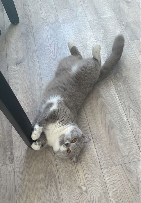 Отдам взрослую кошку