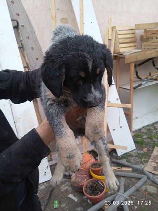 Отдам щенят в хорошие руки