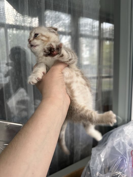 Котята Шотландской породы
