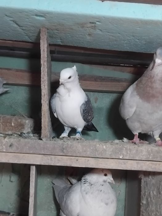 Vând sau schimb porumbei misirlii satinati.