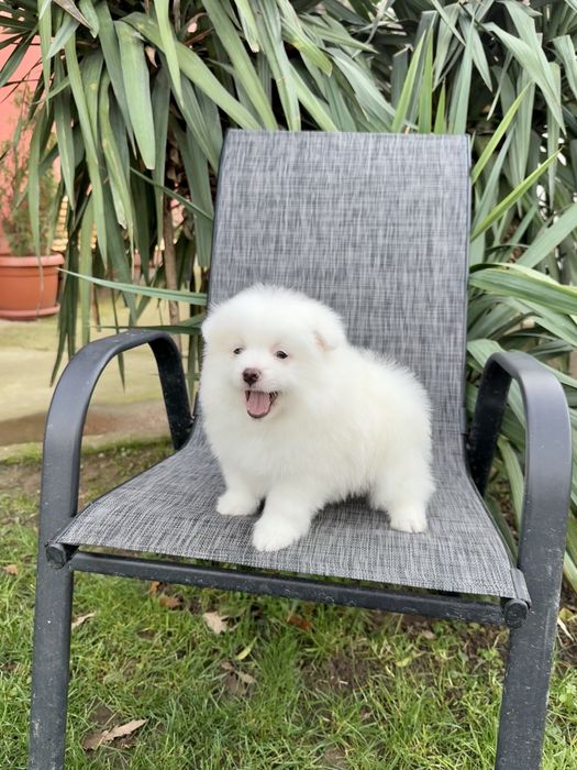 Померан момче със втора ваксина. Померанче