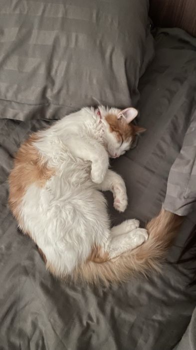 Отдаем котенка в добрые руки