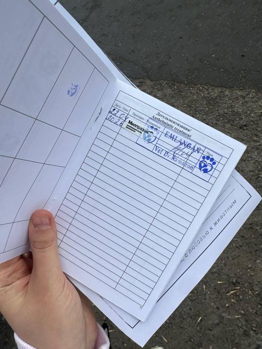 Котенок (4 месяца) СРОЧНО