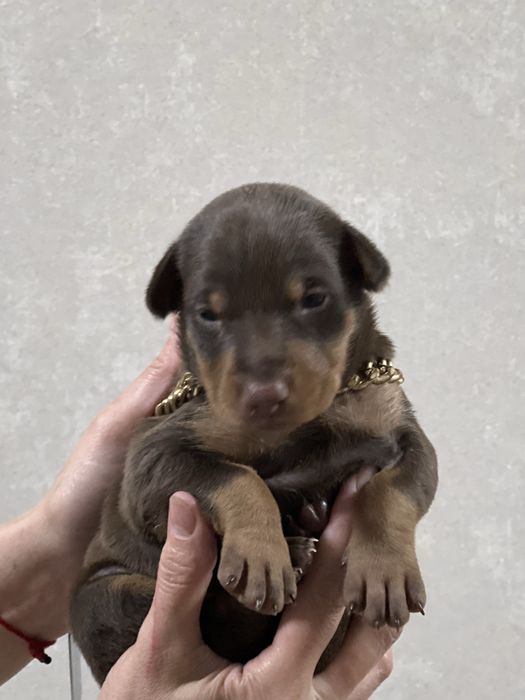 Продается щенок доберман