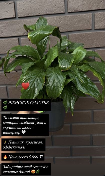 Комнатные цветы