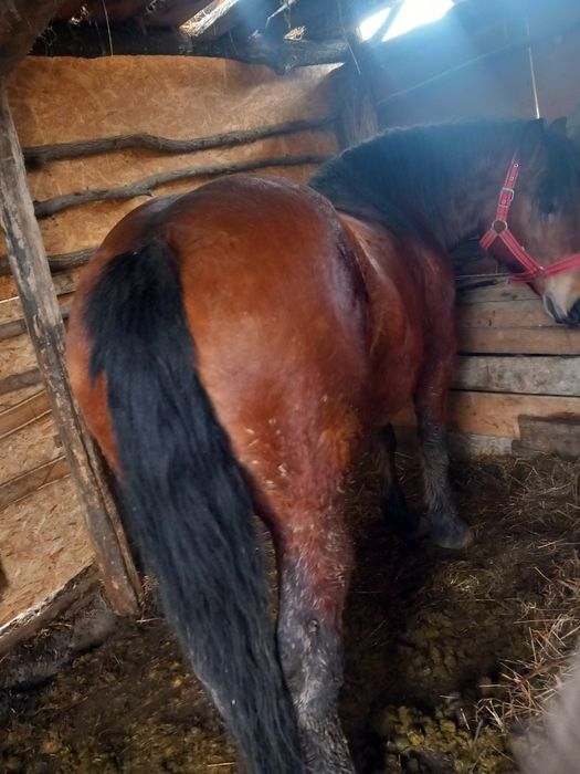 Iapa de vânzare are 3 ani și jumătate