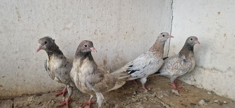 Челкари молодые мрамарные