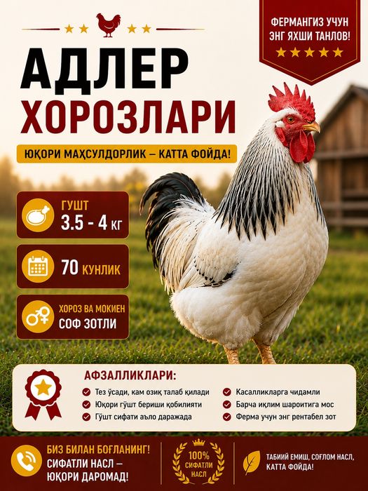 Адлер зотли хорозлар