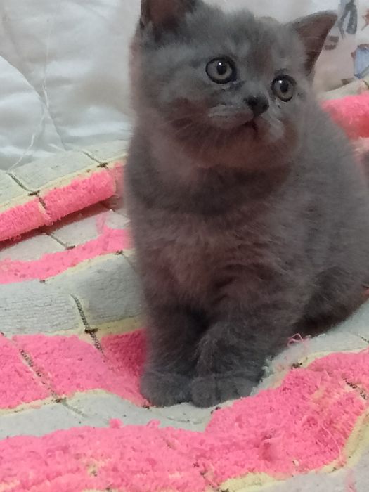 Котята Элитные чистокровные британцы
