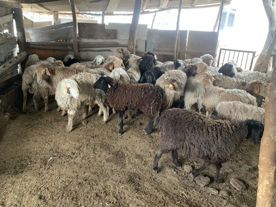 Семіз тоқтылар сатылады