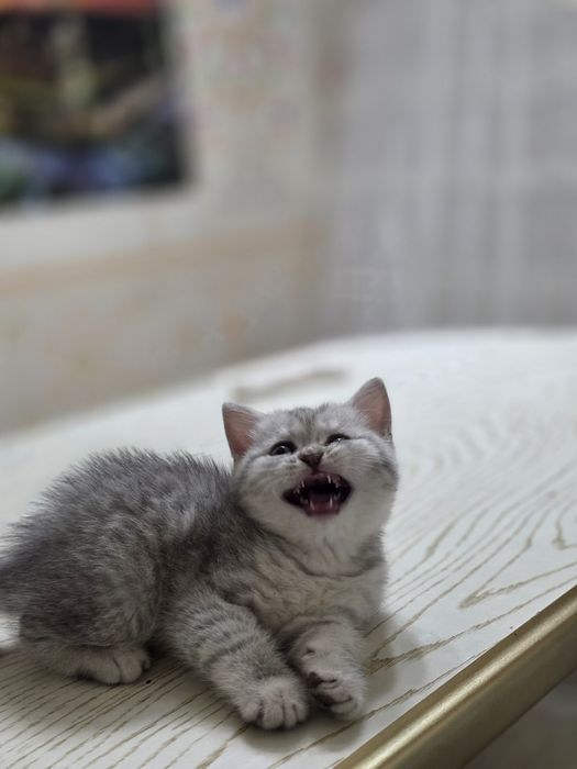 Британский шиншилла котята кошечки britanskiy shinshila mushuk bolalar