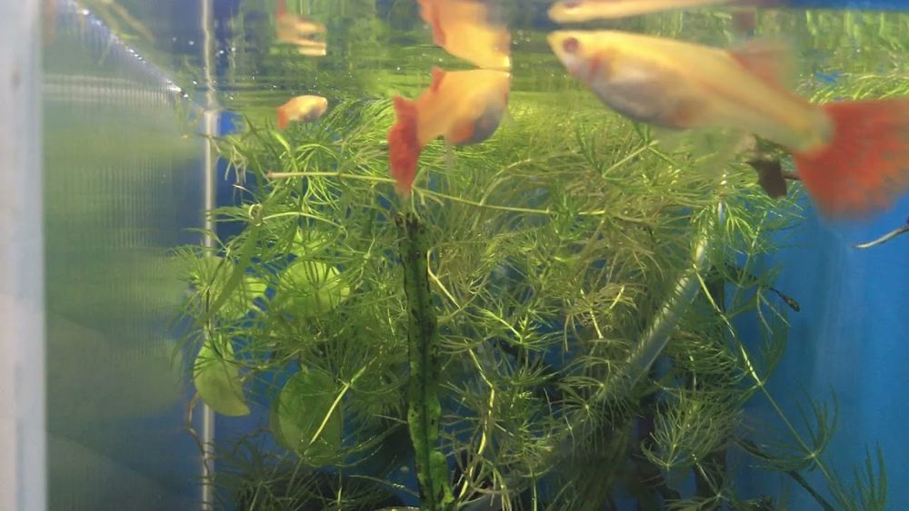 Гуппи фулл ред альбино