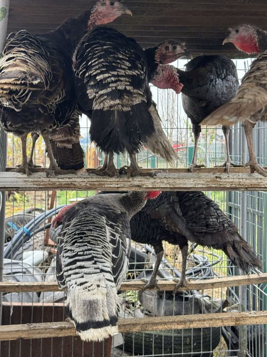 Curci de casă – crescute natural | Vii sau tăiate la cerere