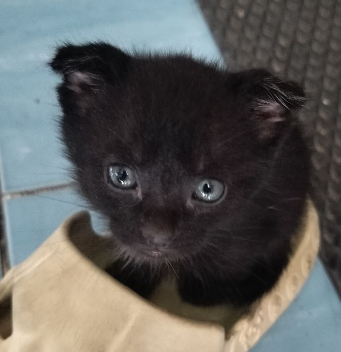 СРОЧНО!! Отдам котят в добрые руки!!