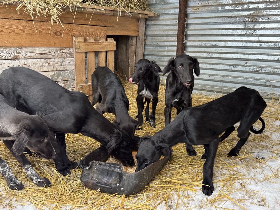 ТАЗЫ (четыре мясяца)