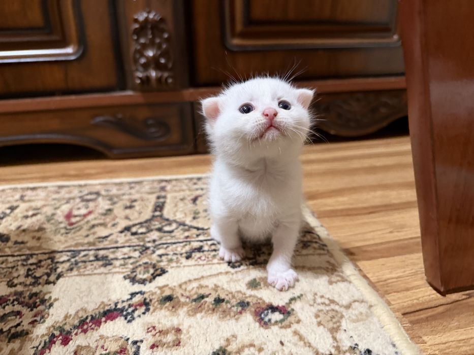 Продается котята скотиш фолд турецкая ангора