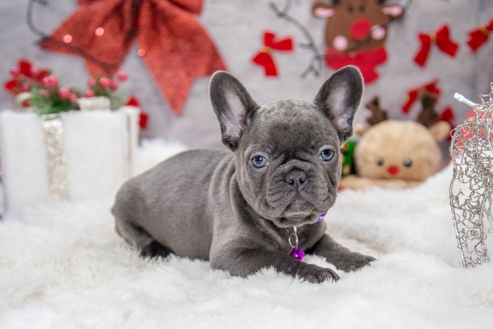 bulldog francez blue fetiță