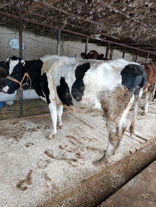 Корова Сиыр КРС.