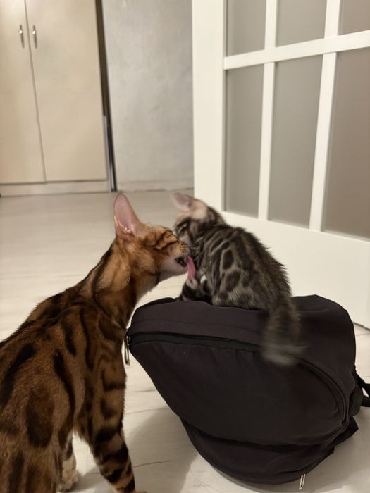 Продам бенгалов котята !
