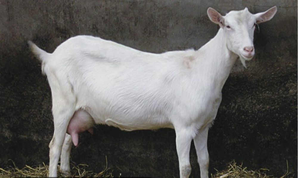 Ешкі сүті (заанен ешкі)