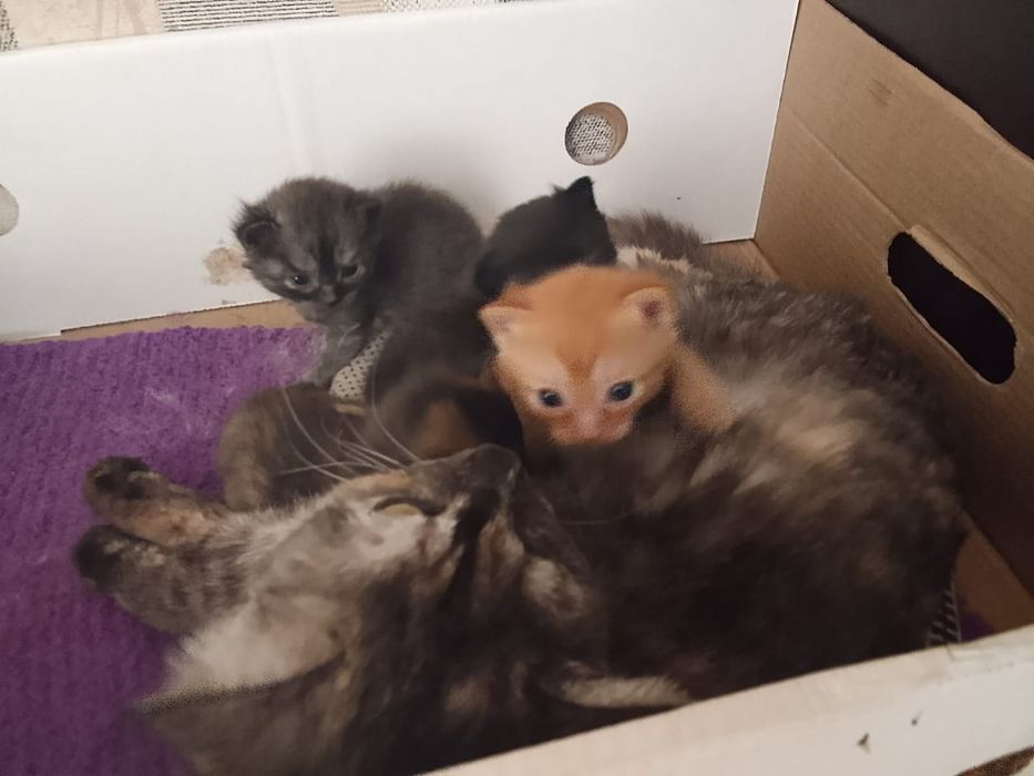 Котята от кошки мышеловки