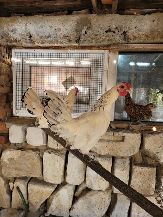 Schimb cocos rasa Sebright ,