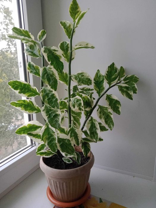 Цветок  педилантус  2800 тенге