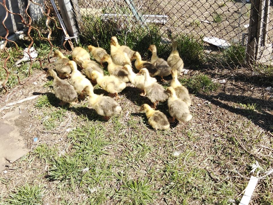 Здравствуйте!продам гусят 2 недели