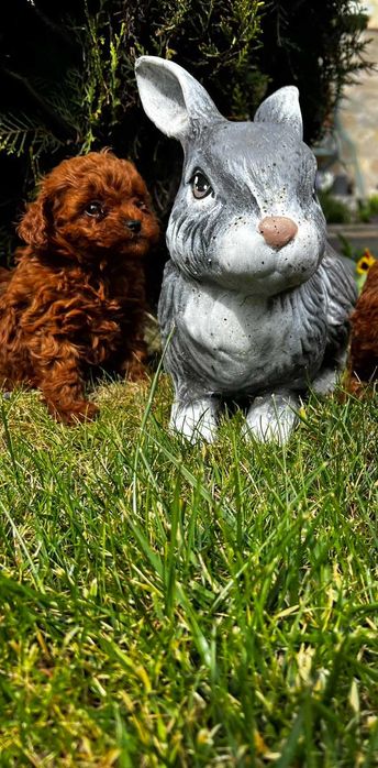 Пудел той,Poodle toy