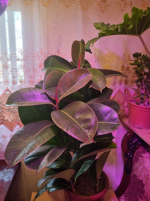 Продаётся Фикус(эластика)