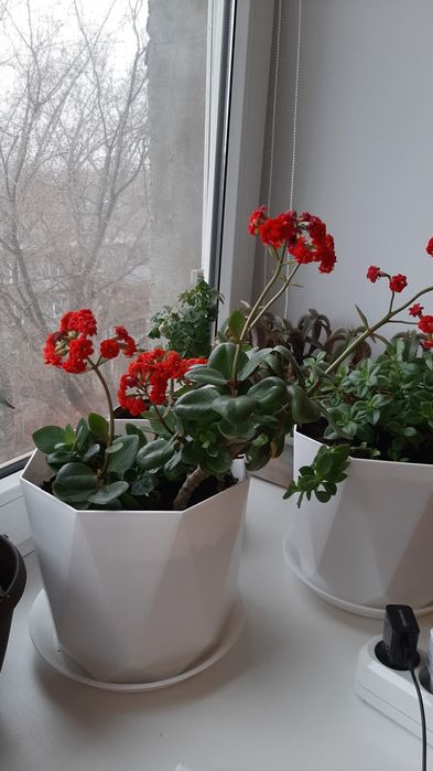 Комнатные цветы отростками