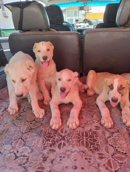 Щенки алабая двамесяца