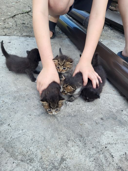 Котята, британские