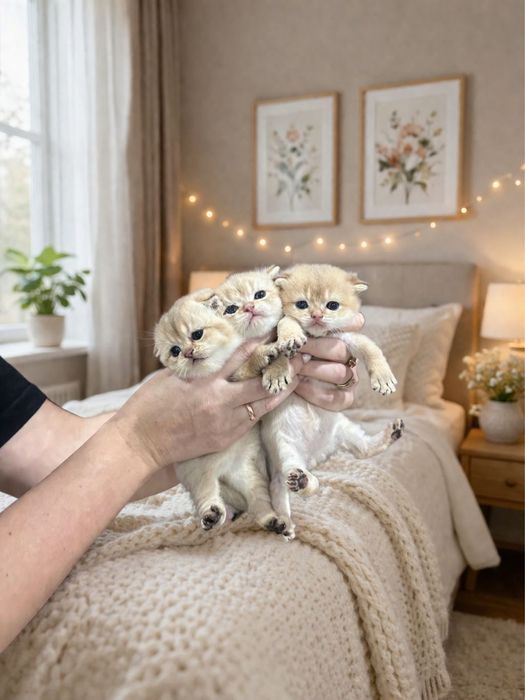 Золотая шиншилла