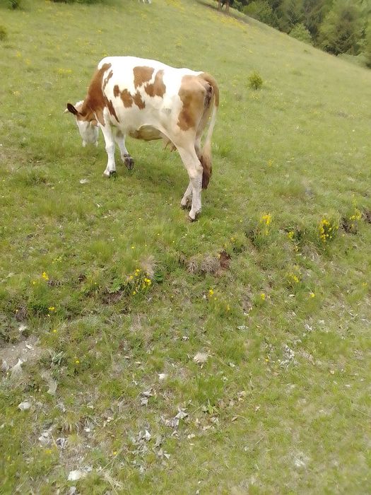 Vând vaca gestanta; vând doi tăurași 1an