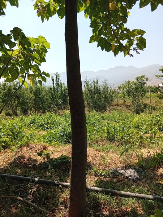 Pavloniya daraxtlari sotuvda SAMARQAND URGUT narxini kelishamiz