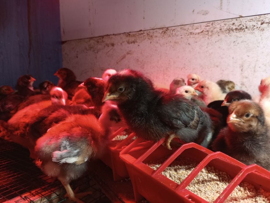 Pui de gaina rasa mixta